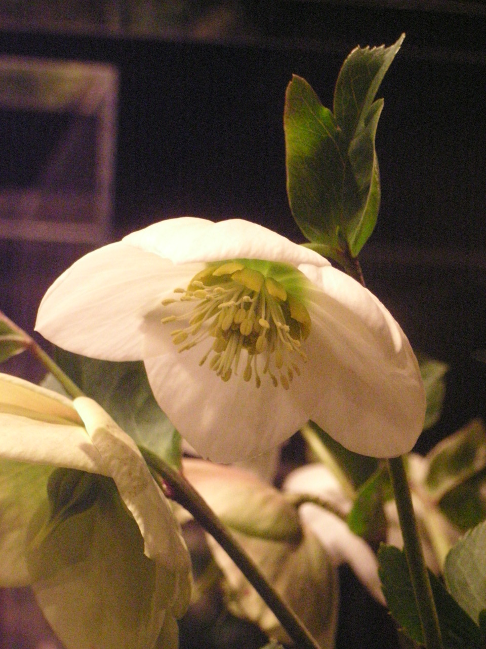 ���Ρ��ۥ磻��