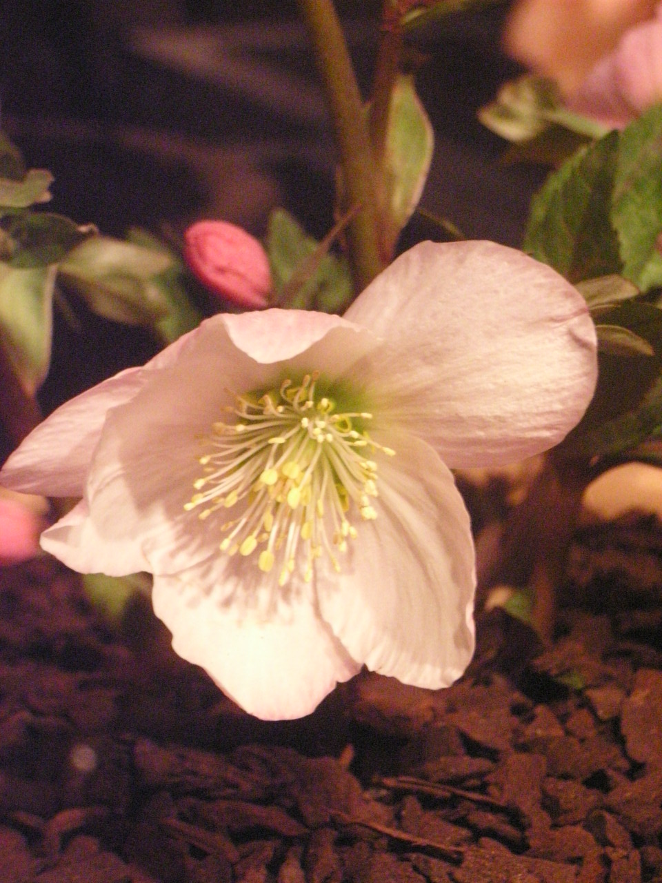 �ԥ󥯥�����