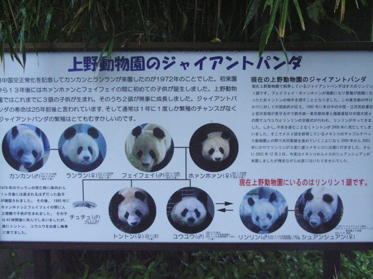 ぶらり旅ｘｉ 東京の動物園 水族館の旅 上野動物園 パンダの仲間 賃貸営業よもやまばなし