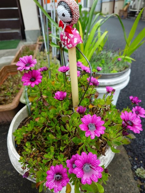 250423オステオスペルマム