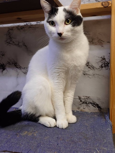 241213朝のミルキャットウォーク