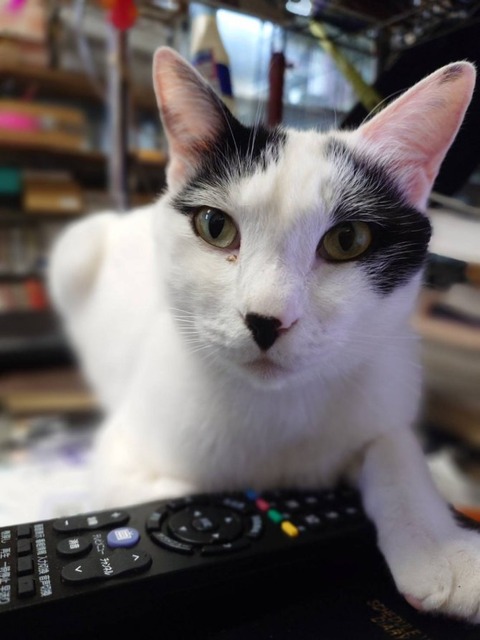 250417ミルとリモコン