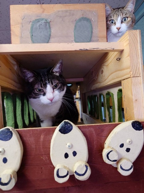 250426ぽんた猫バスとラスカル