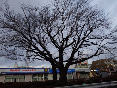 241219曇り