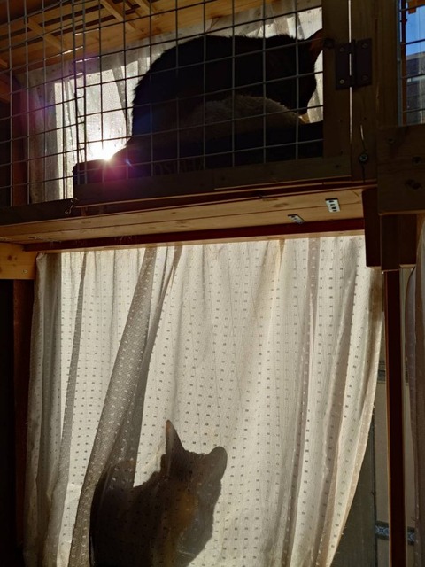 241216朝日とサンルーム