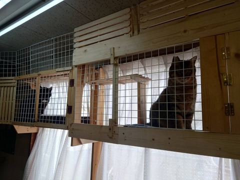 230721朝のサンルームつしまやまと
