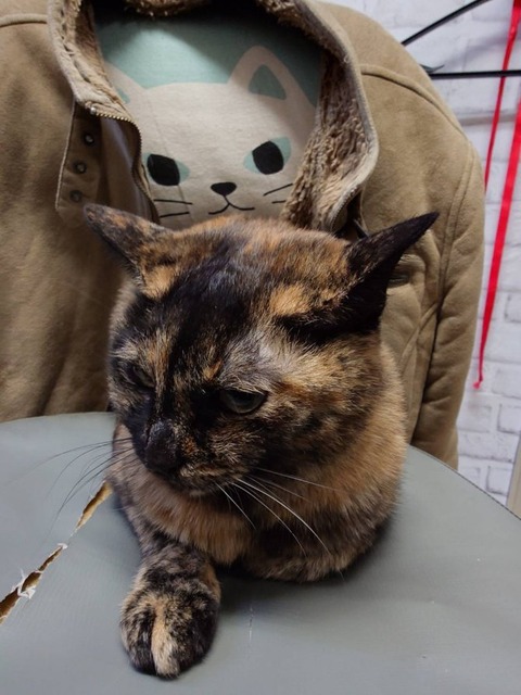 241210さっちゃん椅子の上