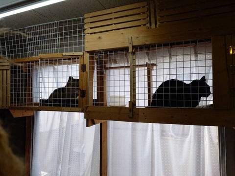 250422朝のつしまやまとサンルーム