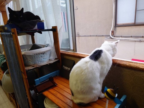 250423雨とミルくろ