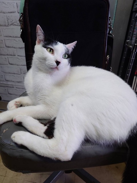 250419朝のミル椅子