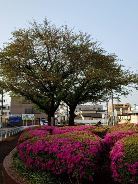 250419ロータリーの桜とサツキ