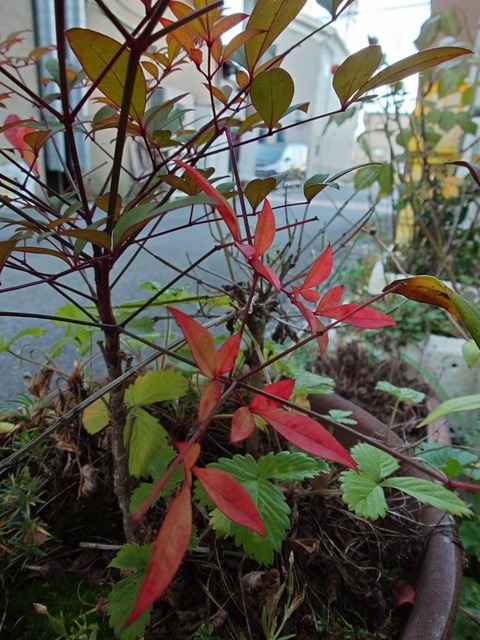 241209鉢植えのナンテンといちご