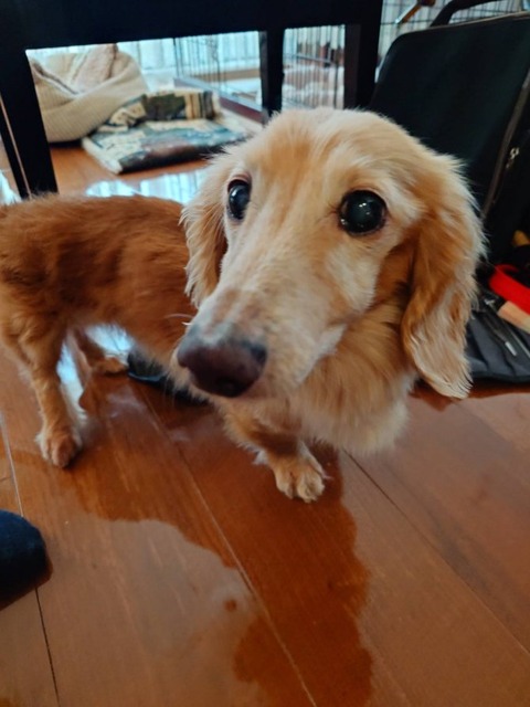 250421クッキー君