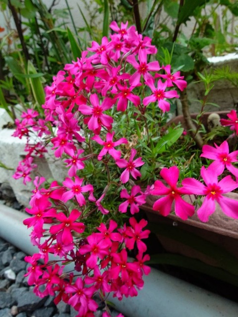 250420芝桜