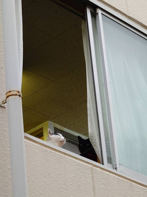 250423雨とミルくろ外から