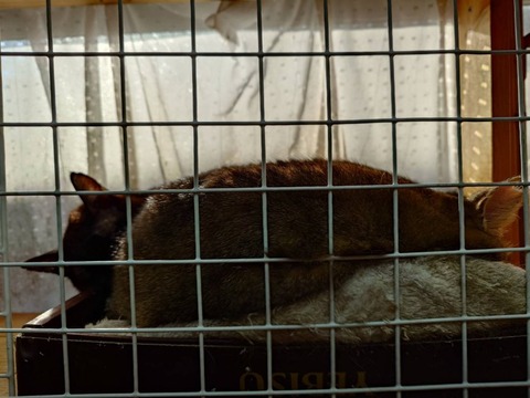 241216朝のサンルームつしまやまと