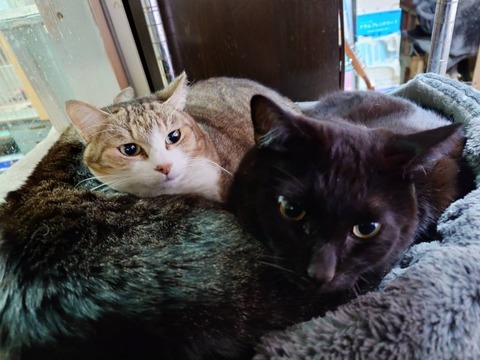 241213朝の3団子2