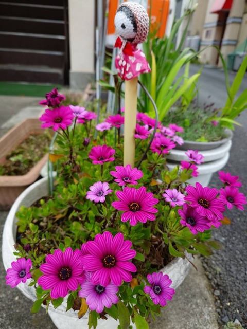 250425オステオスペルマム