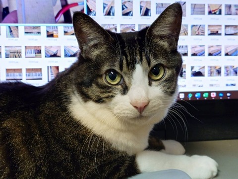 241211朝のぽんたPC2