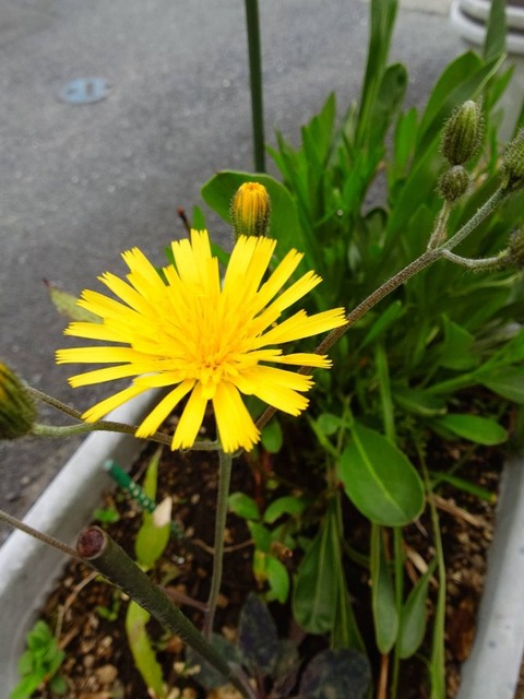 250420ウズラバタンポポ