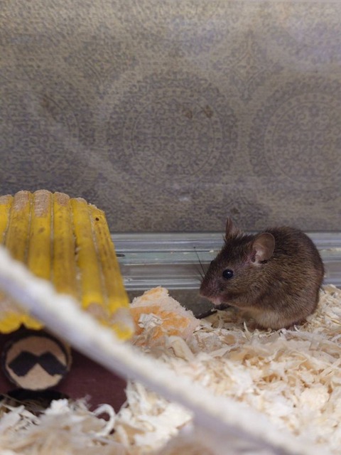 241203直近のはっちゃん
