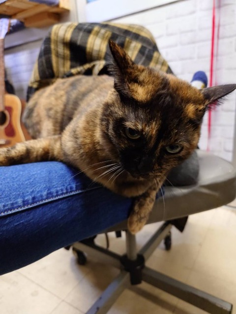 241204さっちゃん足の上