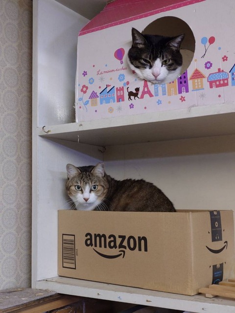 241220受付キャットウォークのぽんたラスカル