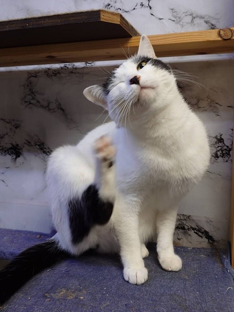 241213朝のミルキャットウォーク3