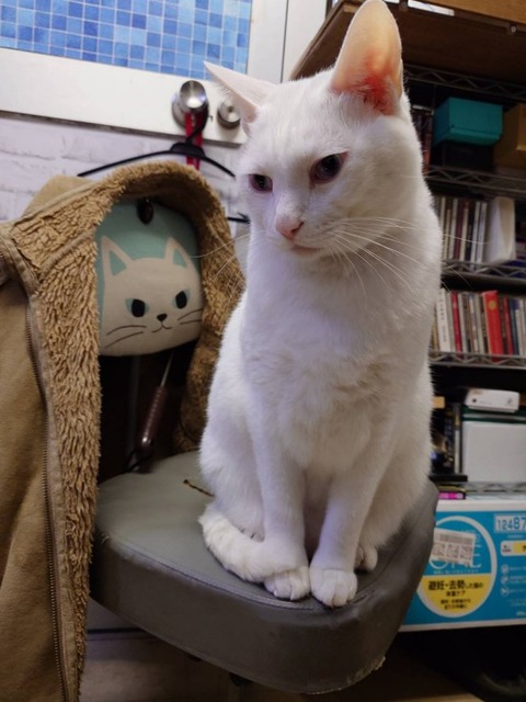 241206ソラ椅子の上