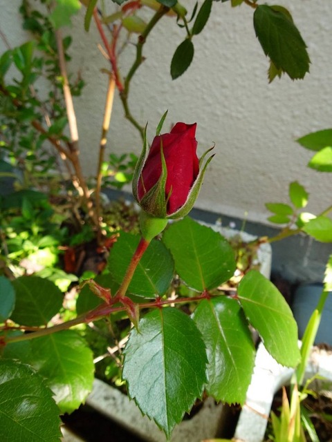 250422薔薇