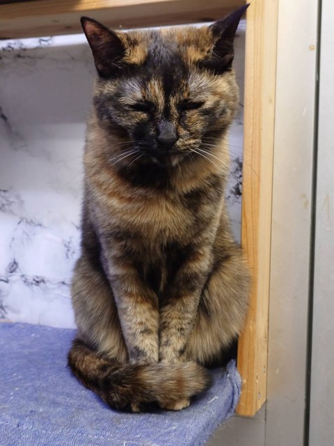 241212さっちゃんキャットウォーク