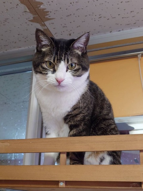 241216朝のぽんた