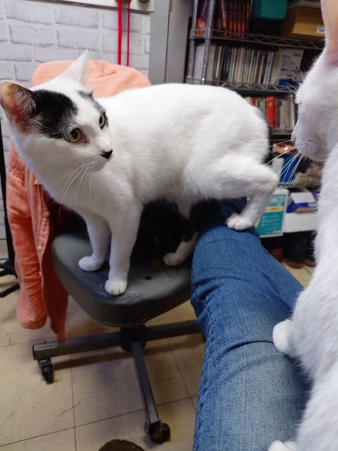250418足上のソラミル