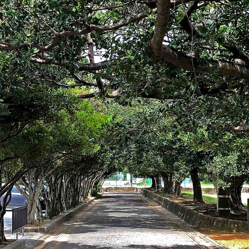 緑のトンネル がじゅまるの道 キタローのよみたんみーぐるぐる