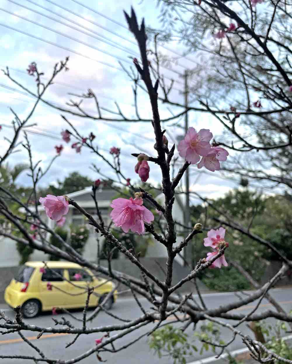 桜が咲いたよ 22 キタローのよみたんミーグルグル 桜が咲いたよ 22 キタローのよみたんミーグルグル