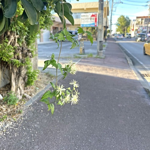 rjh250903