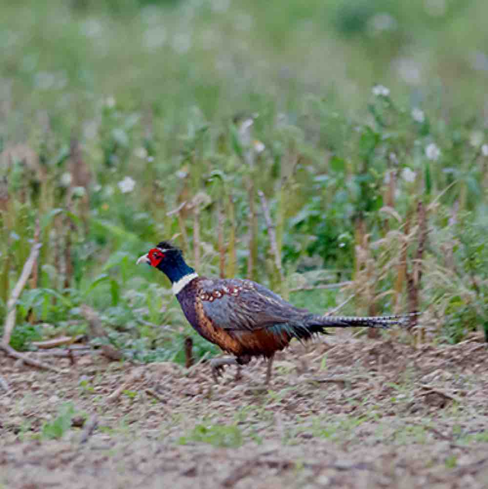 雉がいます キタローのよみたんミーグルグル