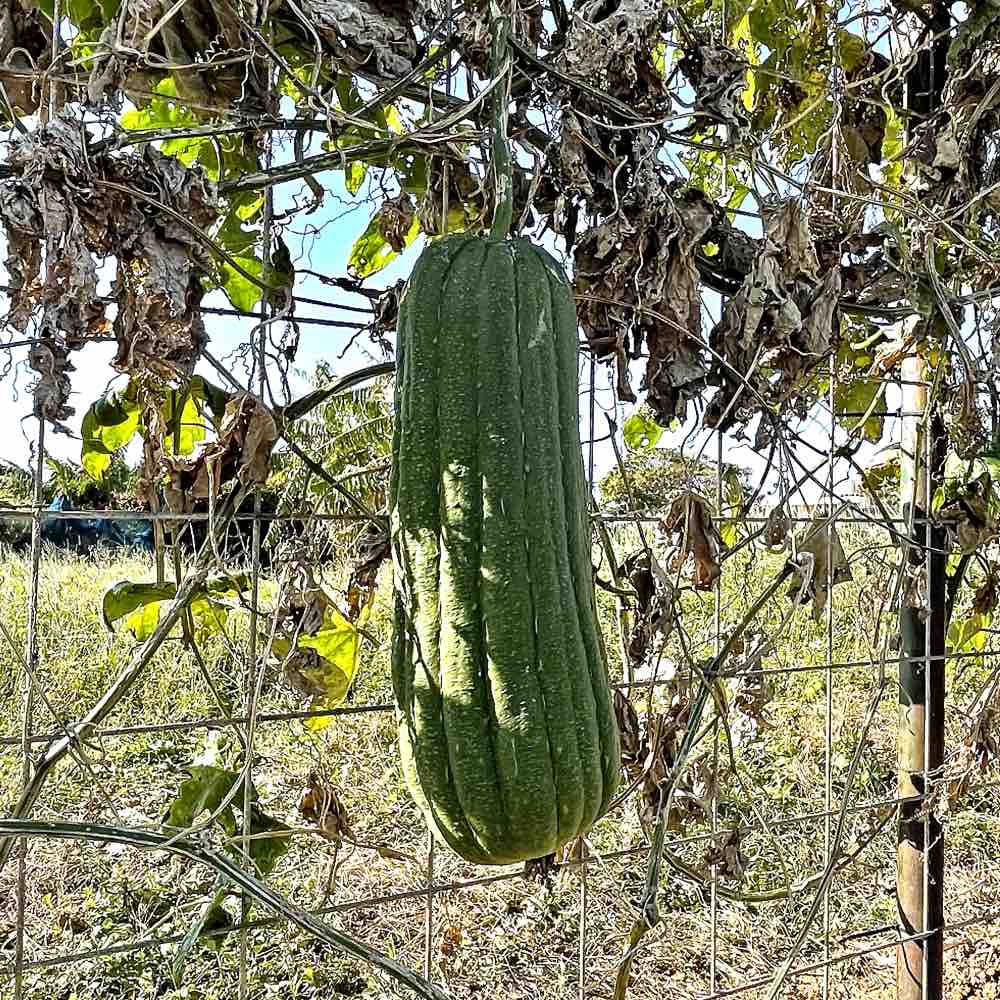 なんだか気分はサンドバック 12月の夏野菜 キタローのよみたんミーグルグル なんだか気分はサンドバック 12月の夏野菜 キタローのよみたんミーグルグル