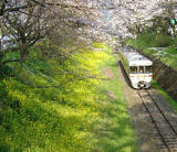 nanohana