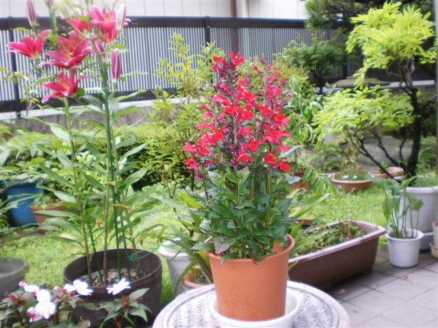 暑さに強い花 日日好日