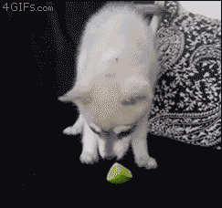 おもしろgif画像集 シュールで笑えるgifまとめｗｗｗｗ 芸能ニュースまとめブログ