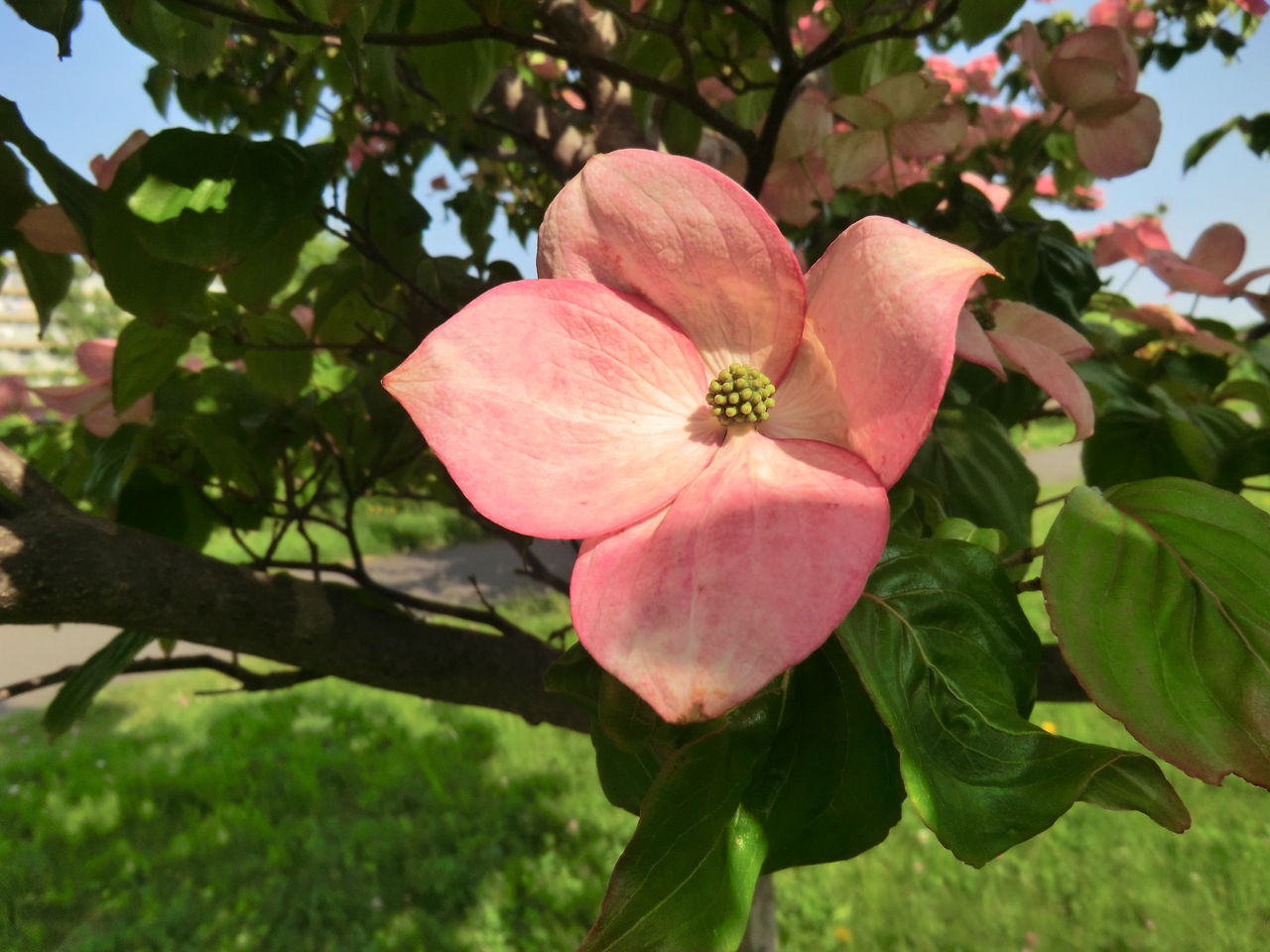 この時期に道端に咲くハナミズキ Ytyanのシンプルblog