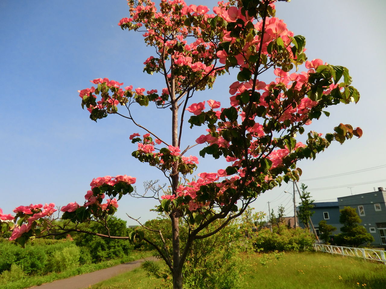 この時期に道端に咲くハナミズキ Ytyanのシンプルblog