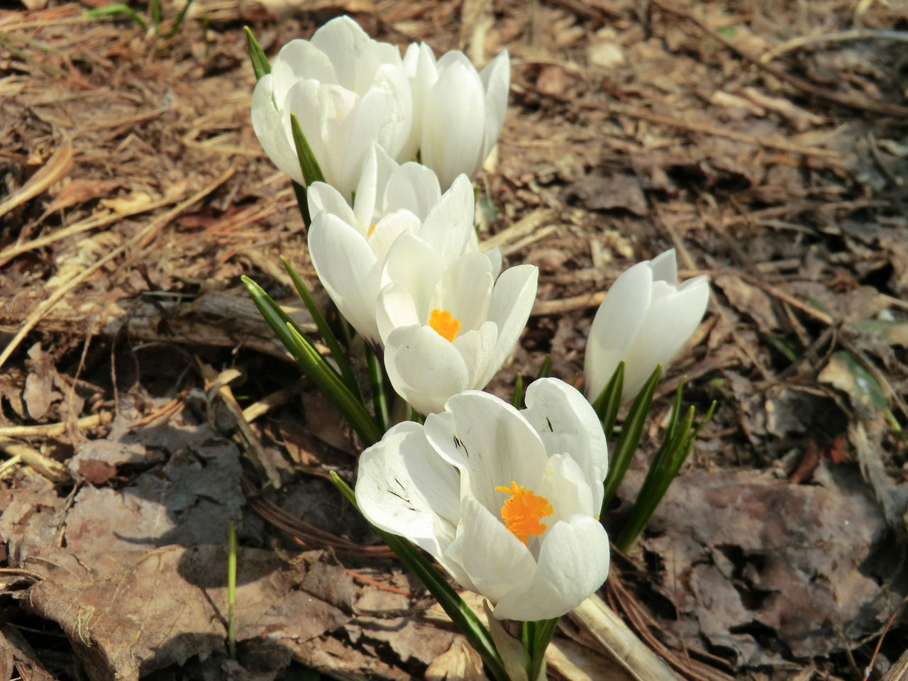 我が家にも 春一番のクロッカス Ytyanのシンプルblog