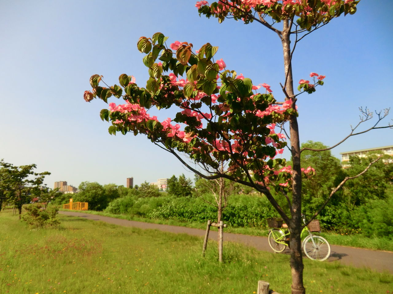 この時期に道端に咲くハナミズキ Ytyanのシンプルblog