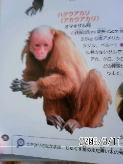 動物ごっこ Y Town 日記