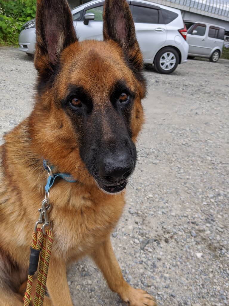 欲しいだけででは 飼わない方がいい ジャーマンシェパード3代目 遊 との日々