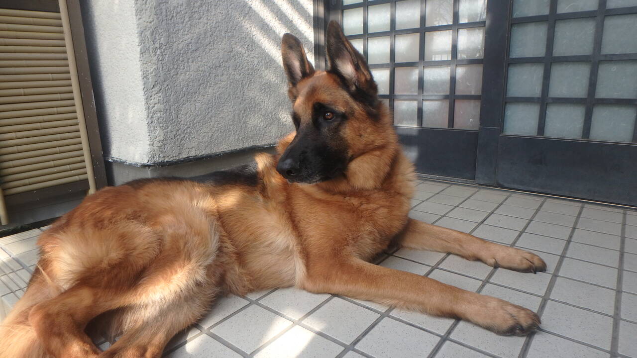 欲しいだけででは 飼わない方がいい ジャーマンシェパード3代目 遊 との日々