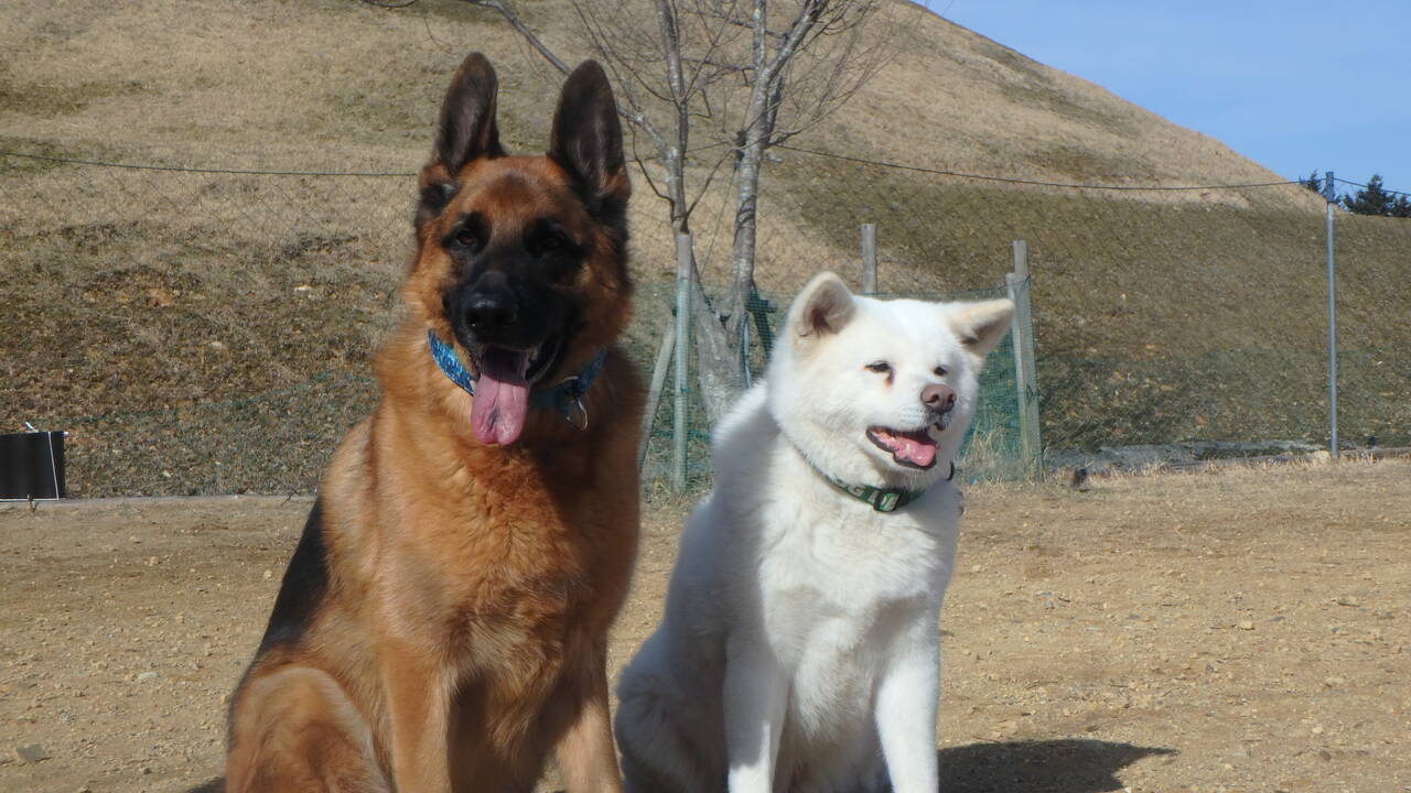 秋田犬とgシェパードの物語 ジャーマンシェパード3代目 遊 との日々