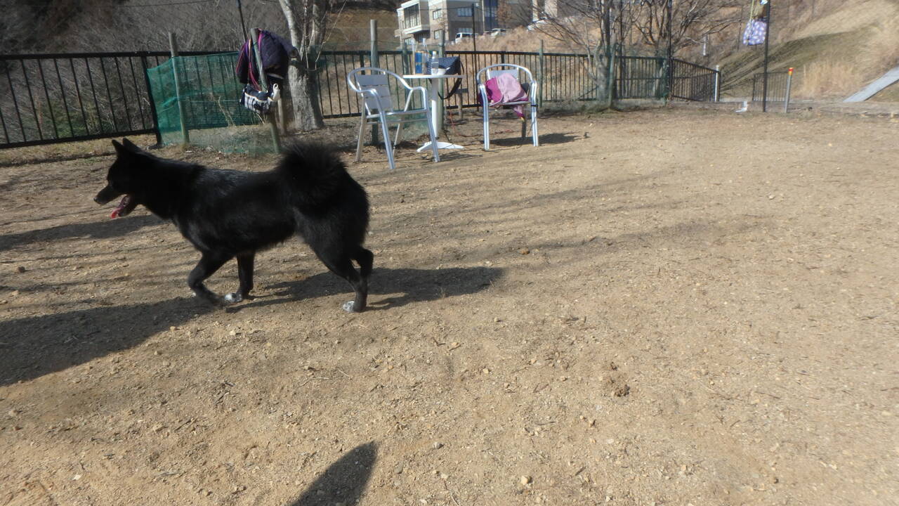 穏やかな日の 穏やかなドッグラン ジャーマンシェパード3代目 遊 との日々